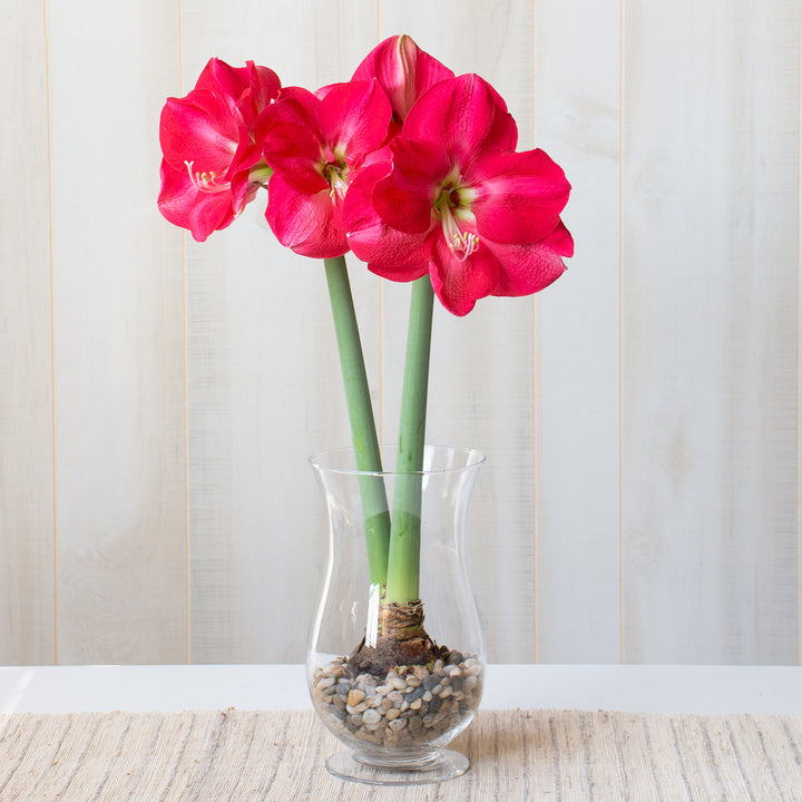 Amaryllis 'Candy Cream,' one bulb with hurricane vase kit