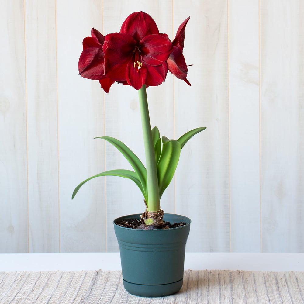 Amaryllis 'Carmen,' one bulb in nursery pot