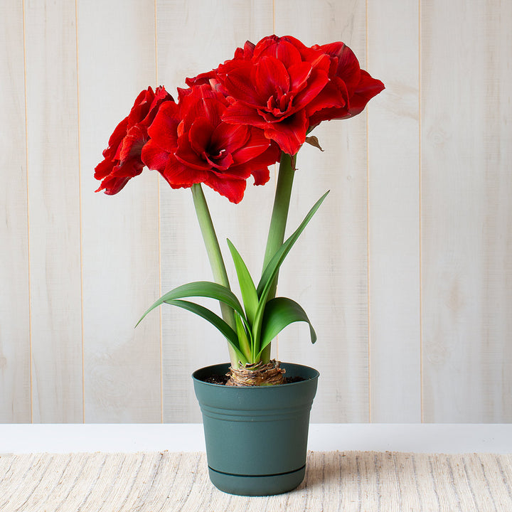 Amaryllis 'Cherry Nymph,' one bulb in nursery pot