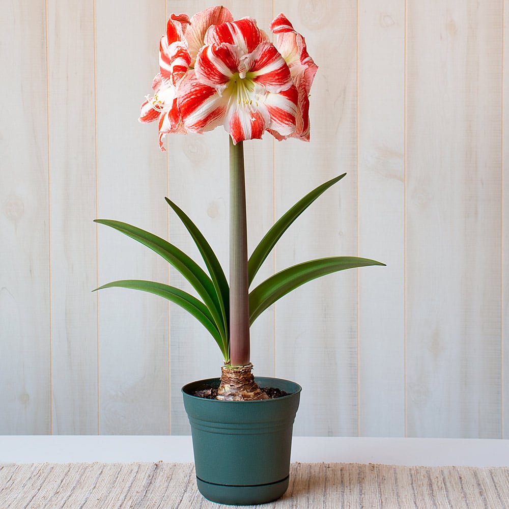 Amaryllis 'Clown,' one bulb in nursery pot