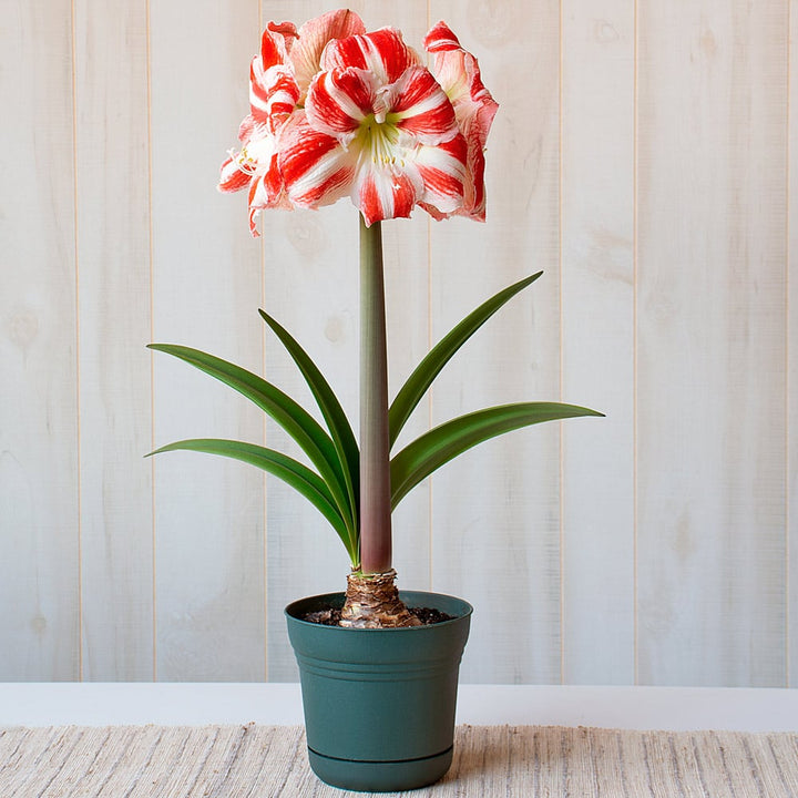 Amaryllis 'Clown,' one bulb in nursery pot