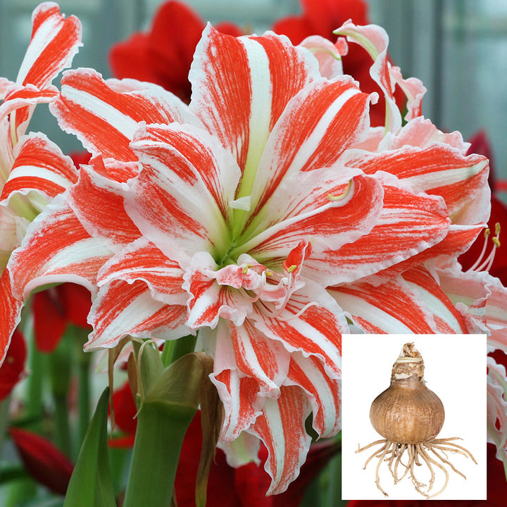 Amaryllis 'Dancing Queen,' one bulb in linen bag