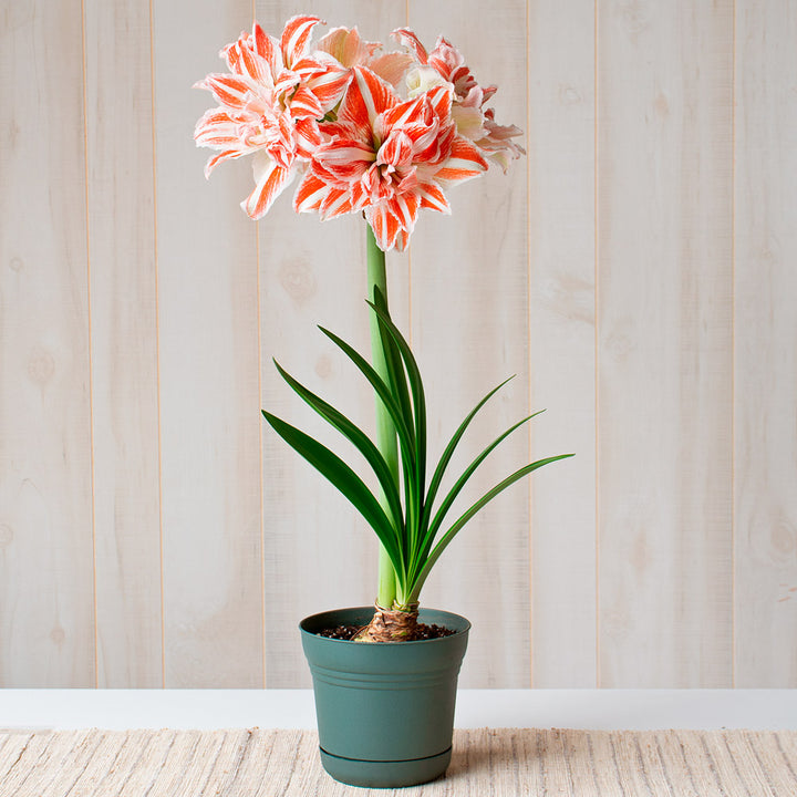 Amaryllis 'Dancing Queen,' one bulb in nursery pot