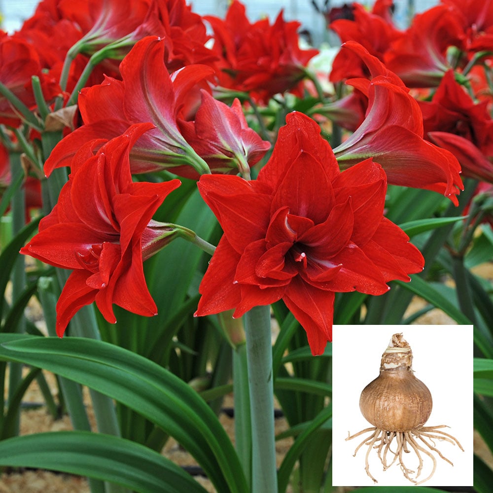 Amaryllis 'Double Delicious,' one bulb in linen bag