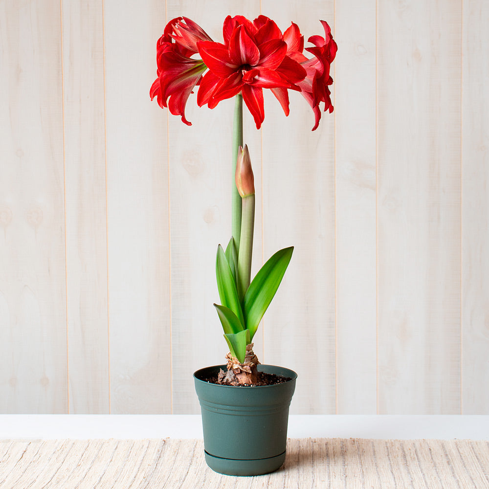 Amaryllis 'Double Delicious,' one bulb in nursery pot