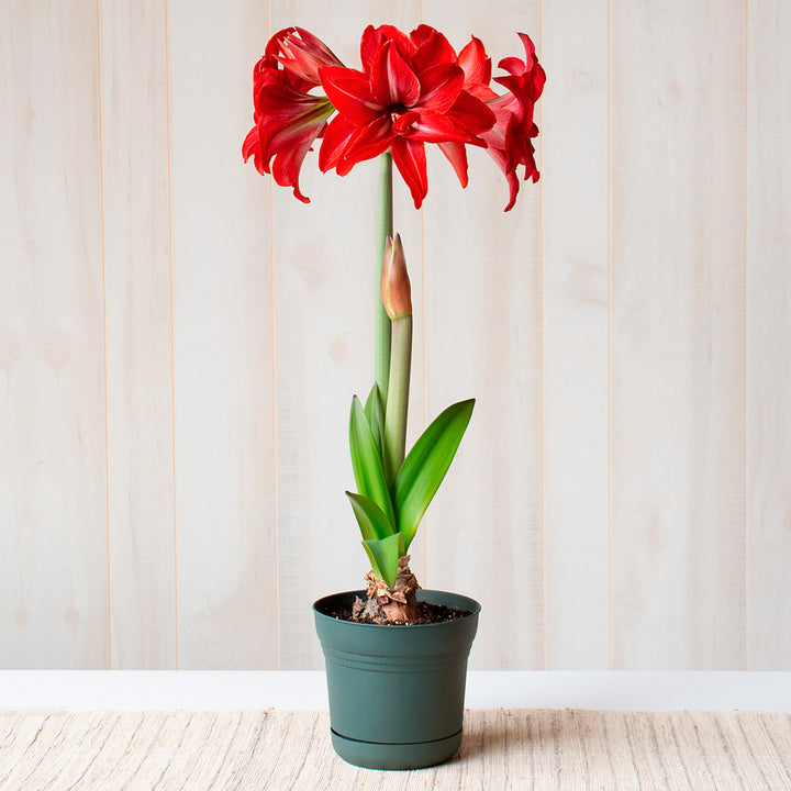 Amaryllis 'Double Delicious,' one bulb in nursery pot