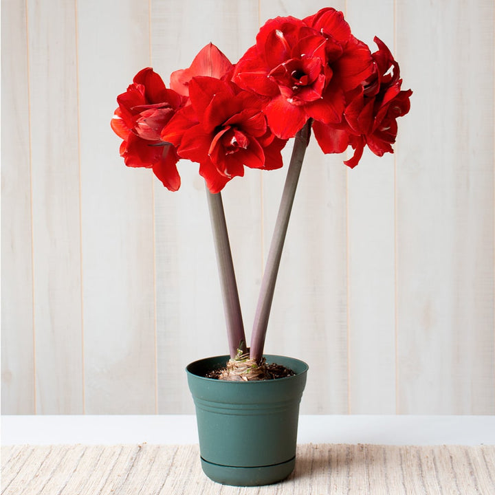Amaryllis 'Double King,' one bulb in nursery pot