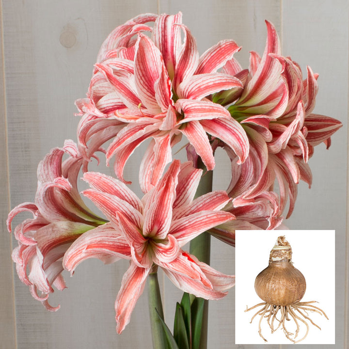 Amaryllis 'Doublet,' one bulb in linen bag