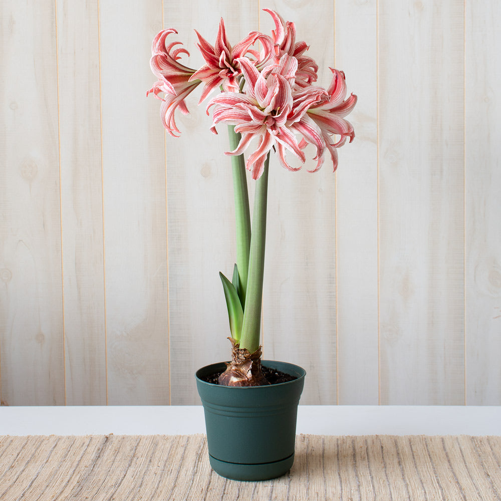 Amaryllis 'Doublet,' one bulb in nursery pot