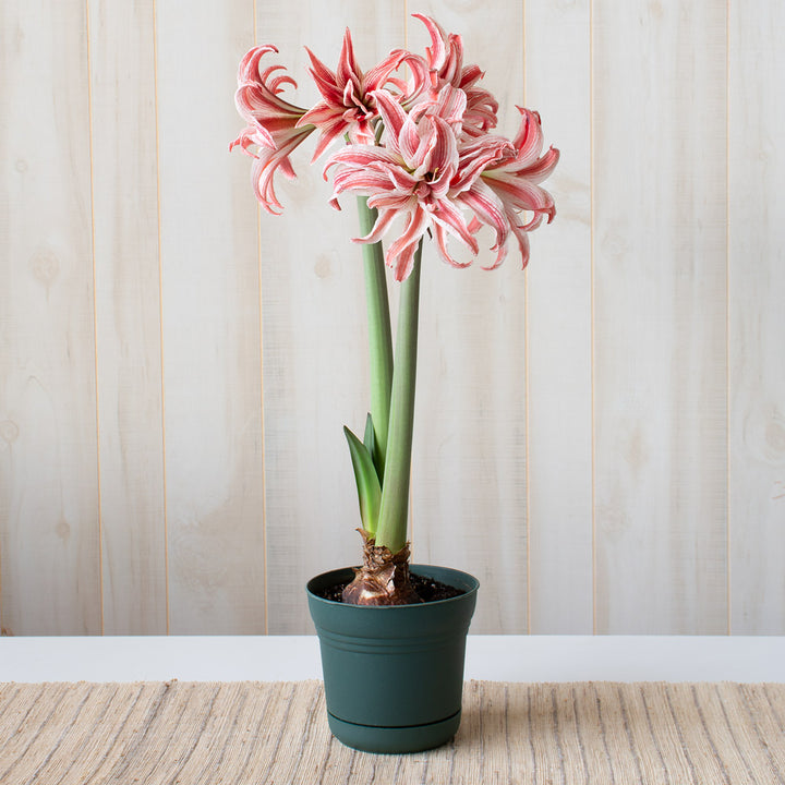 Amaryllis 'Doublet,' one bulb in nursery pot