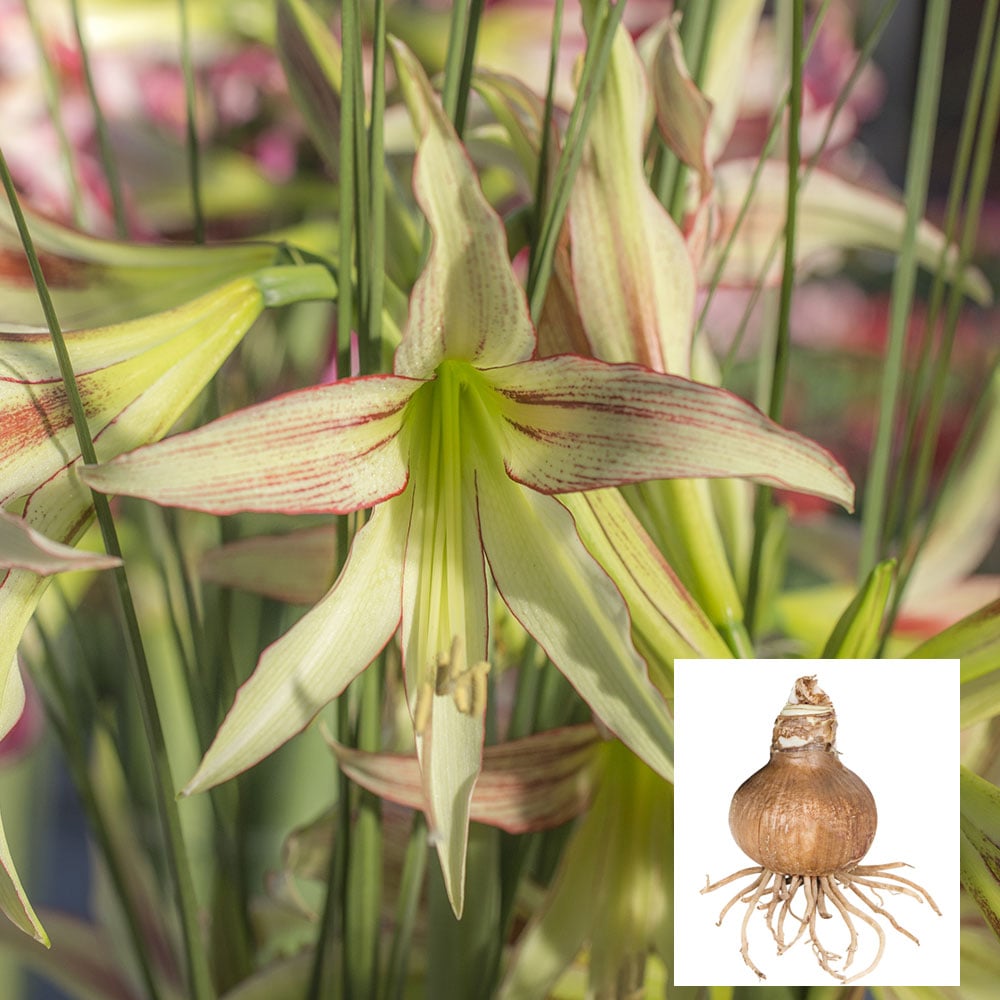 TEST Amaryllis 'Emerald'