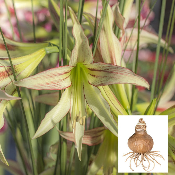 TEST Amaryllis 'Emerald'