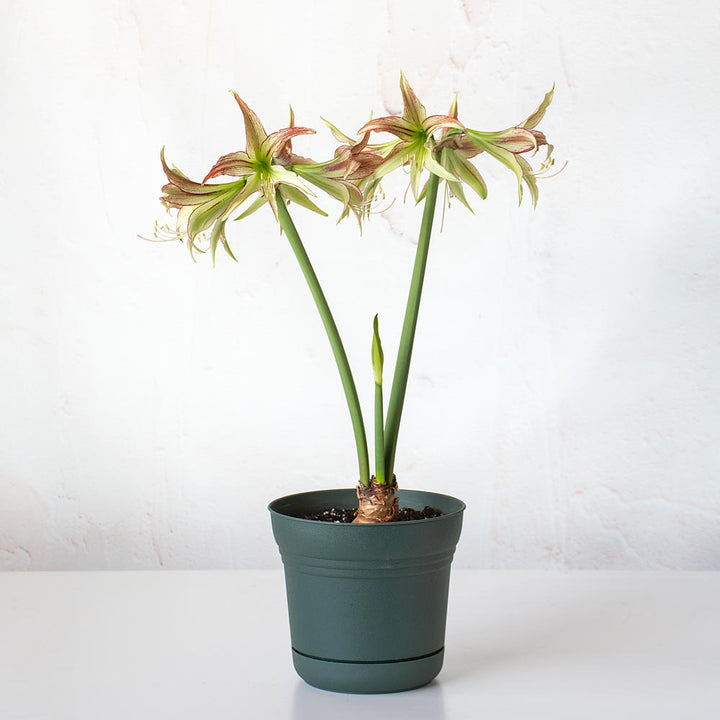 TEST Amaryllis 'Emerald,' one bulb in nursery pot