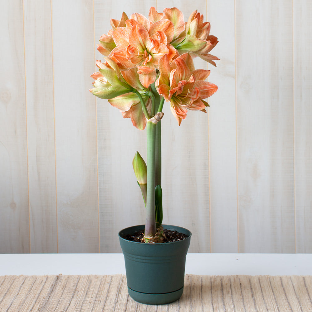 Amaryllis 'Exotic Nymph,' one bulb in nursery pot