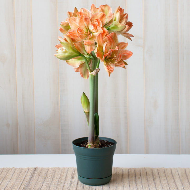 Amaryllis 'Exotic Nymph,' one bulb in nursery pot