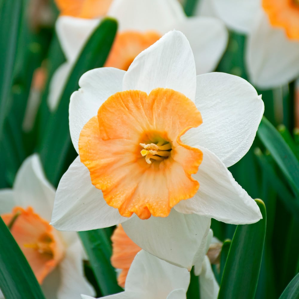 Narcissus 'Chromacolor'