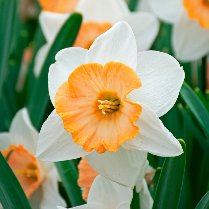 Narcissus 'Chromacolor'