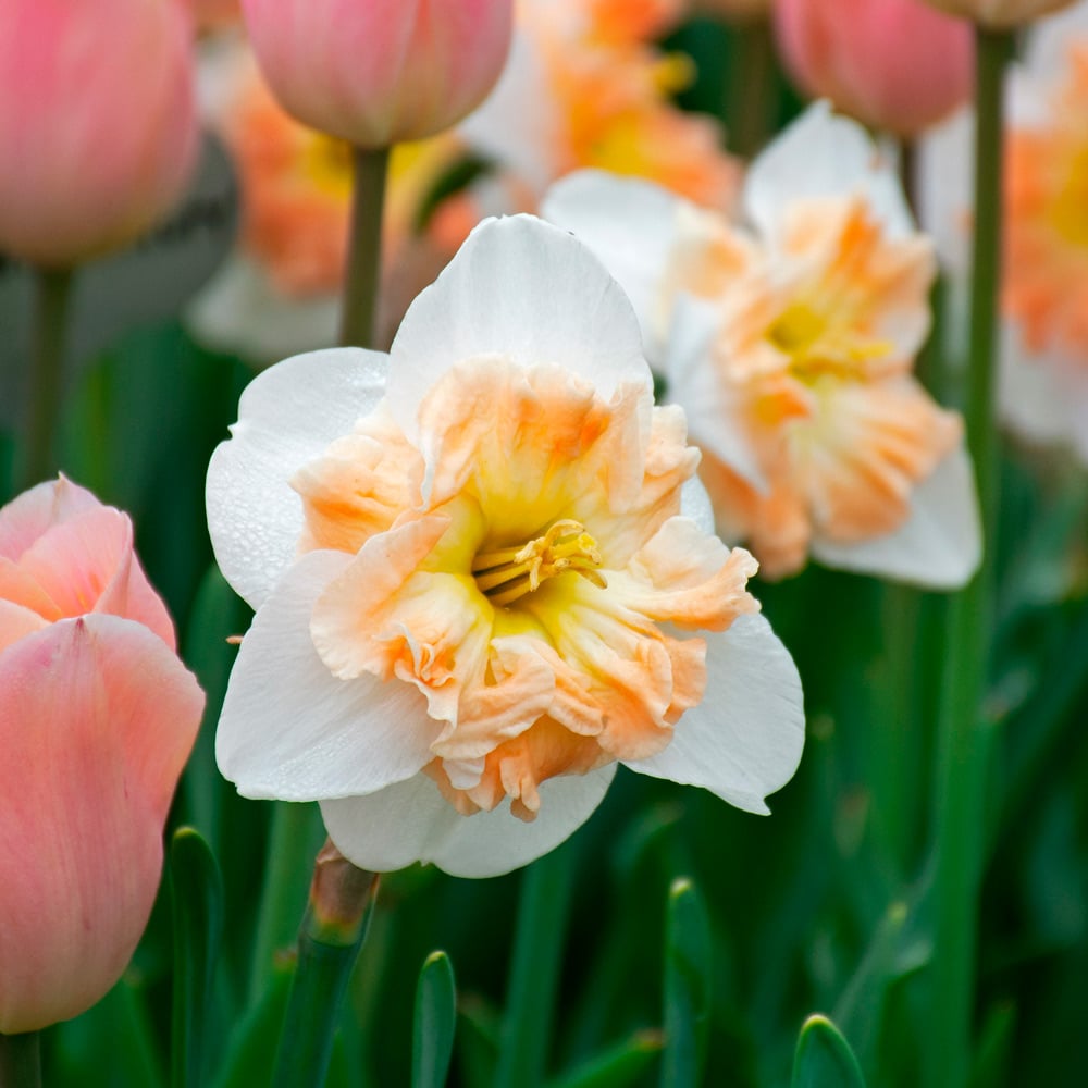 Narcissus 'Mallee'