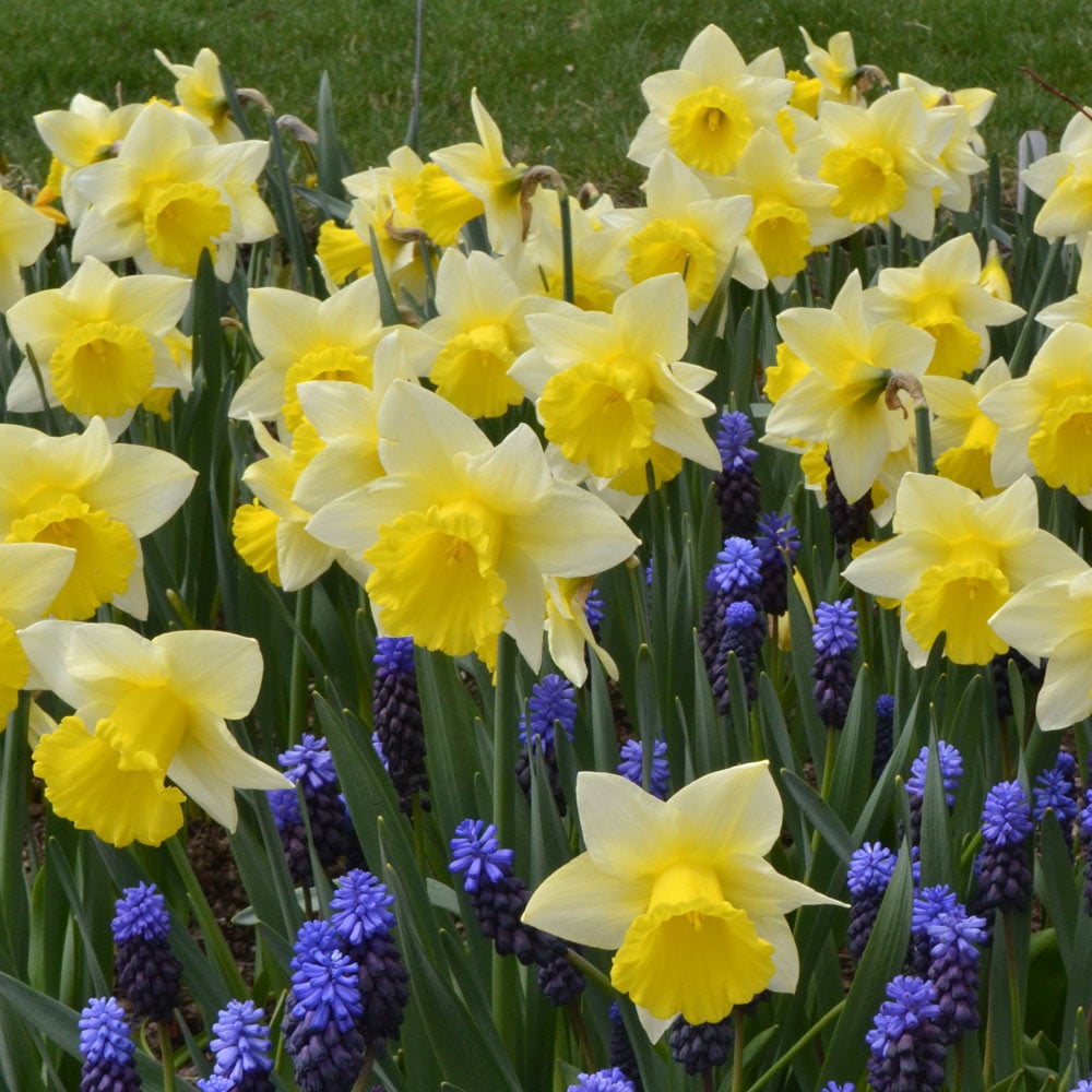 Narcissus 'Cornish King'