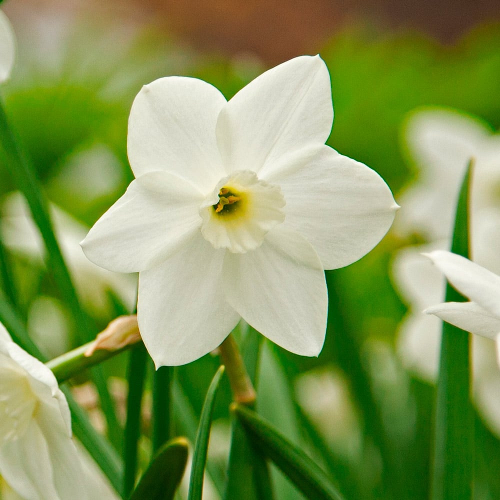 Narcissus 'Dainty Miss'
