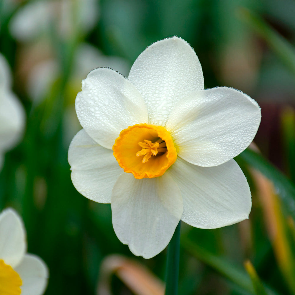 Narcissus 'Jack Sparrow'