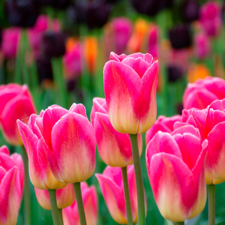 Tulip 'Tom Pouce'