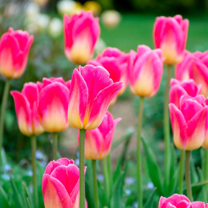 Tulip 'Tom Pouce'