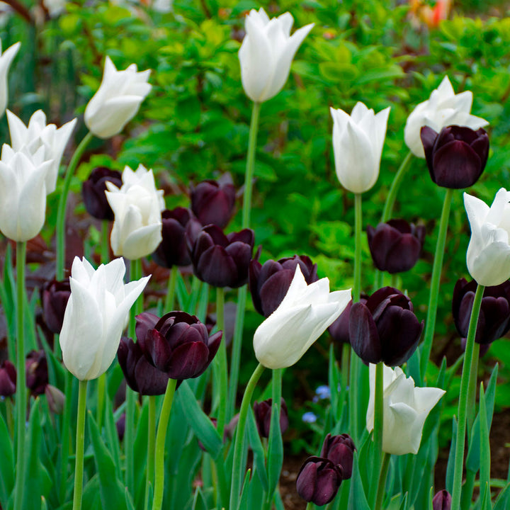 Nuit Blanche Tulip Mix
