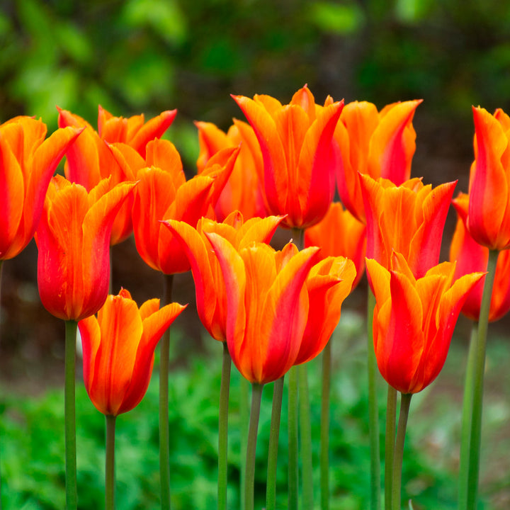 Tulip 'Ballerina'