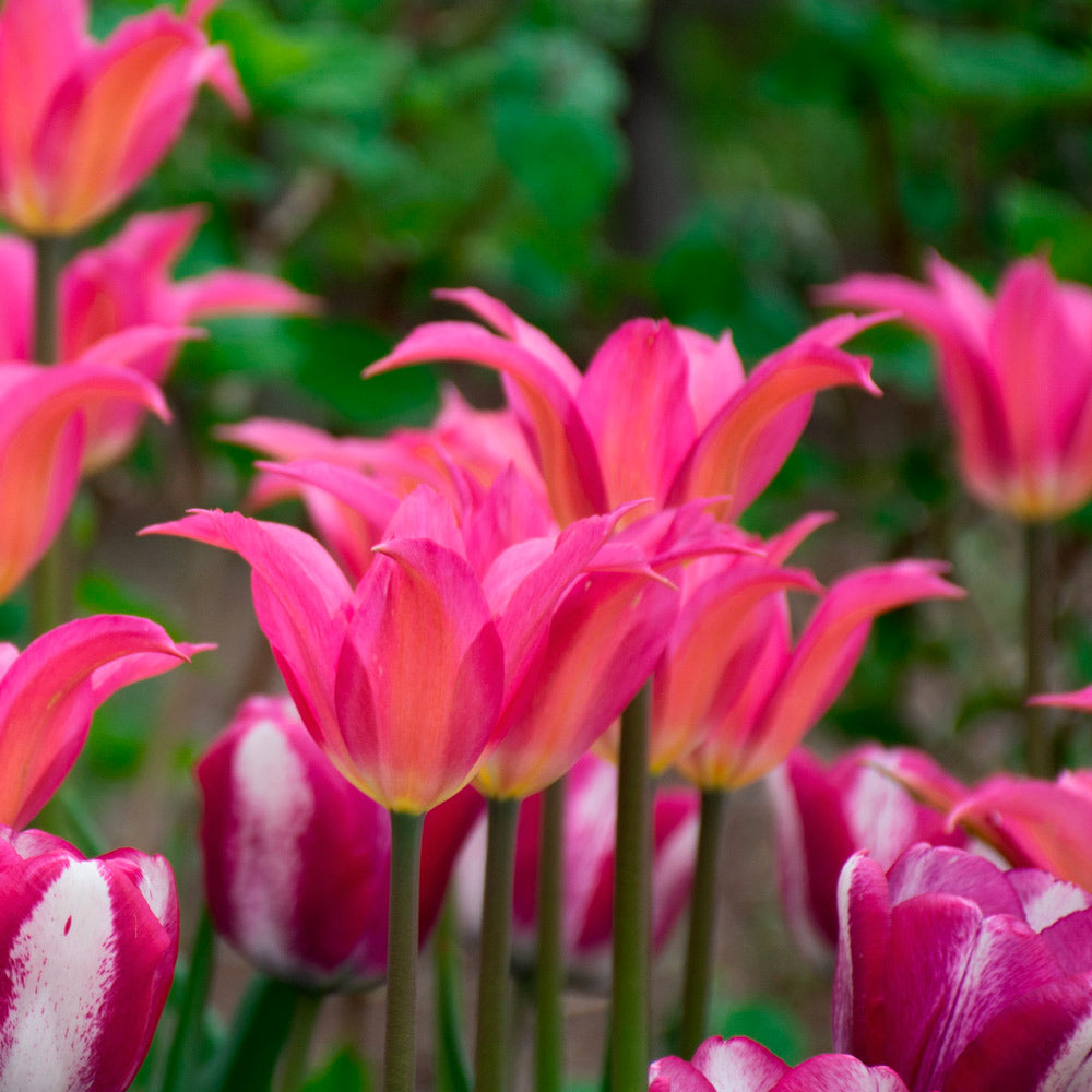 Tulip 'Liva'