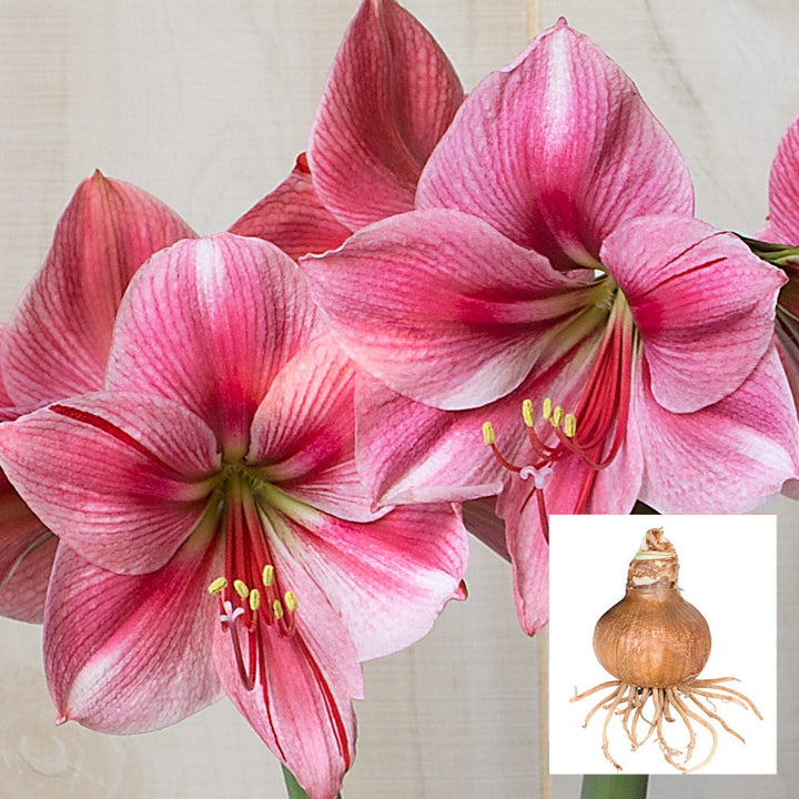 Amaryllis 'Fantasy,' one bulb in linen bag