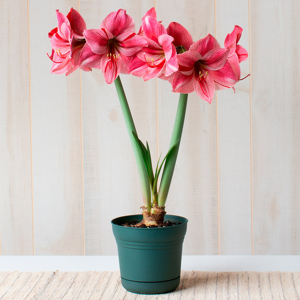 Amaryllis 'Fantasy,' one bulb in nursery pot