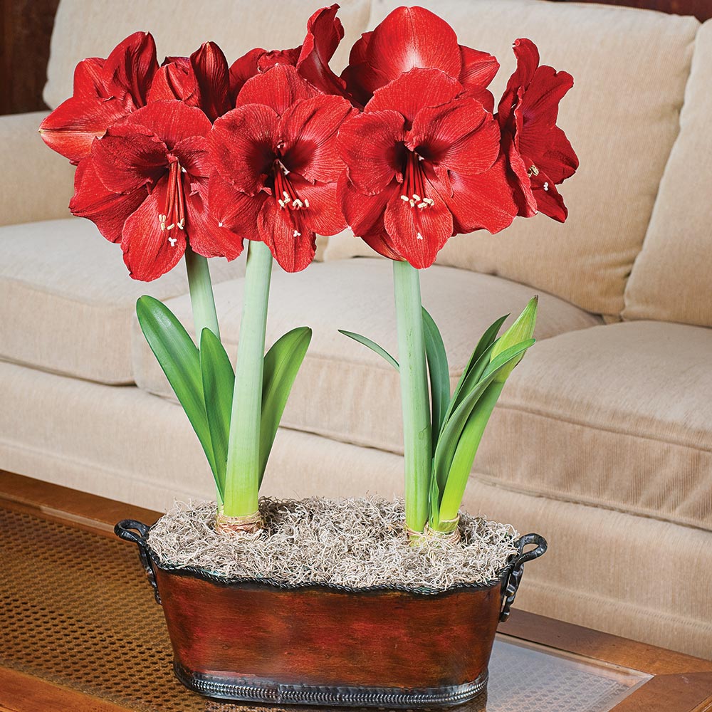 Amaryllis 'Ferrari,' two nursery pots in bronzed metal cachepot