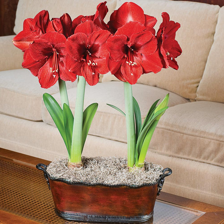 Amaryllis 'Ferrari,' two nursery pots in bronzed metal cachepot