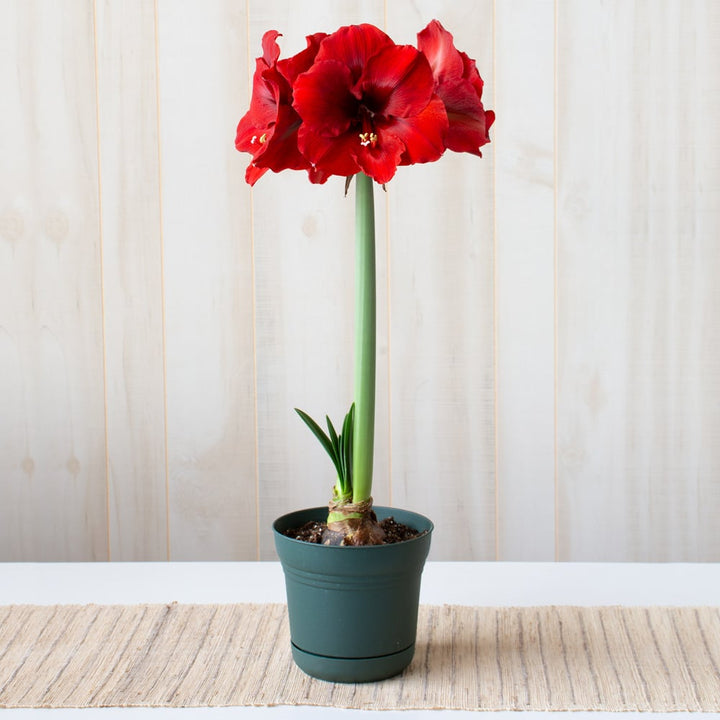 Amaryllis 'Ferrari,' one bulb in nursery pot