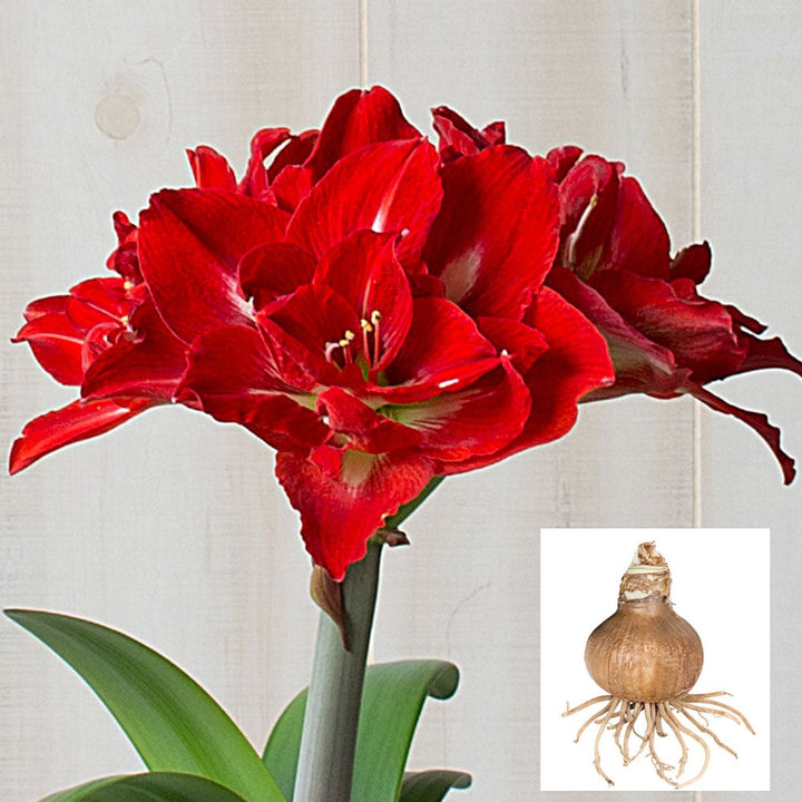 Amaryllis 'Happy Nymph,' one bulb in linen bag