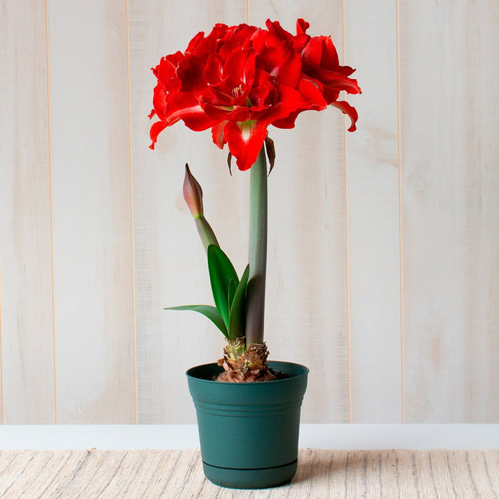 Amaryllis 'Happy Nymph,' one bulb in nursery pot