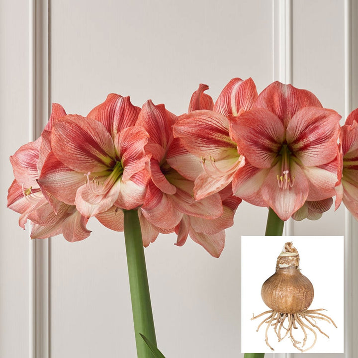 Amaryllis 'Provence,' one bulb in linen bag
