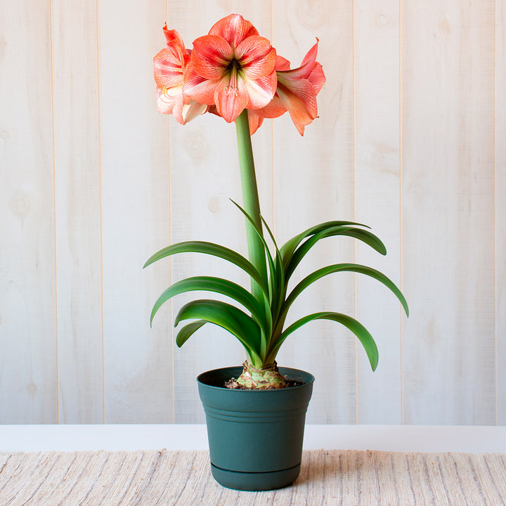 Amaryllis 'Provence,' one bulb in nursery pot