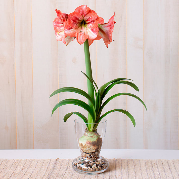 Amaryllis 'Provence,' one bulb with glass vase kit