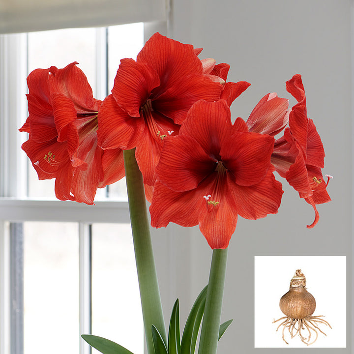 Amaryllis 'Gold Medal', bulb only