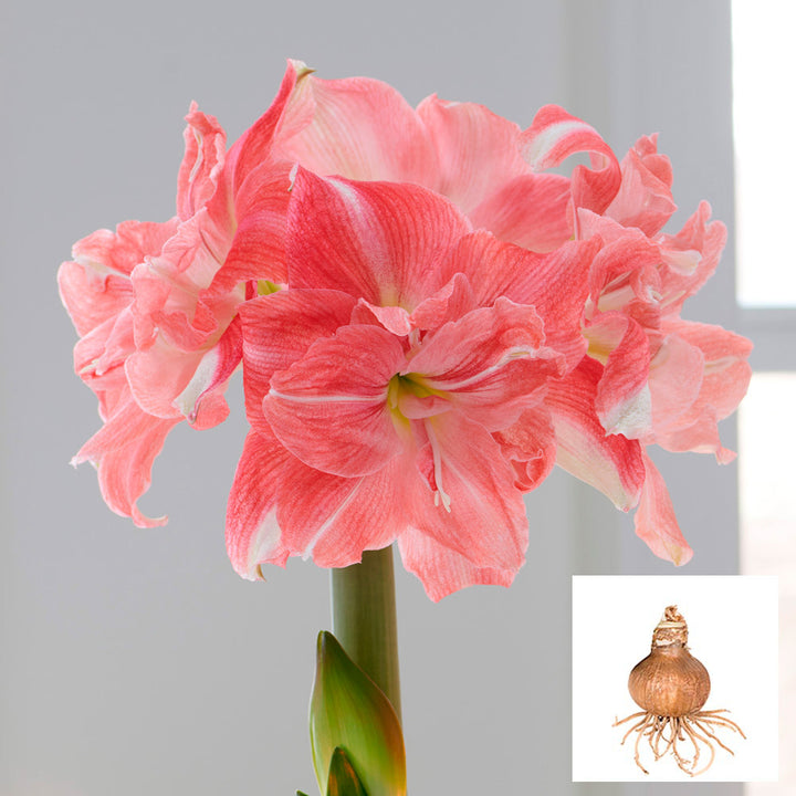 Amaryllis 'Rozetta', bulb only