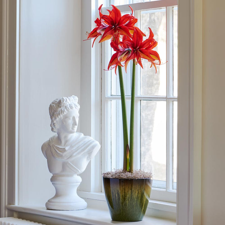 Amaryllis 'Bogota,' one bulb in green resin cachepot