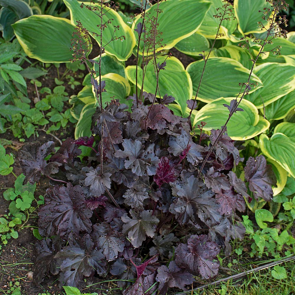 Heuchera 'Obsidian'