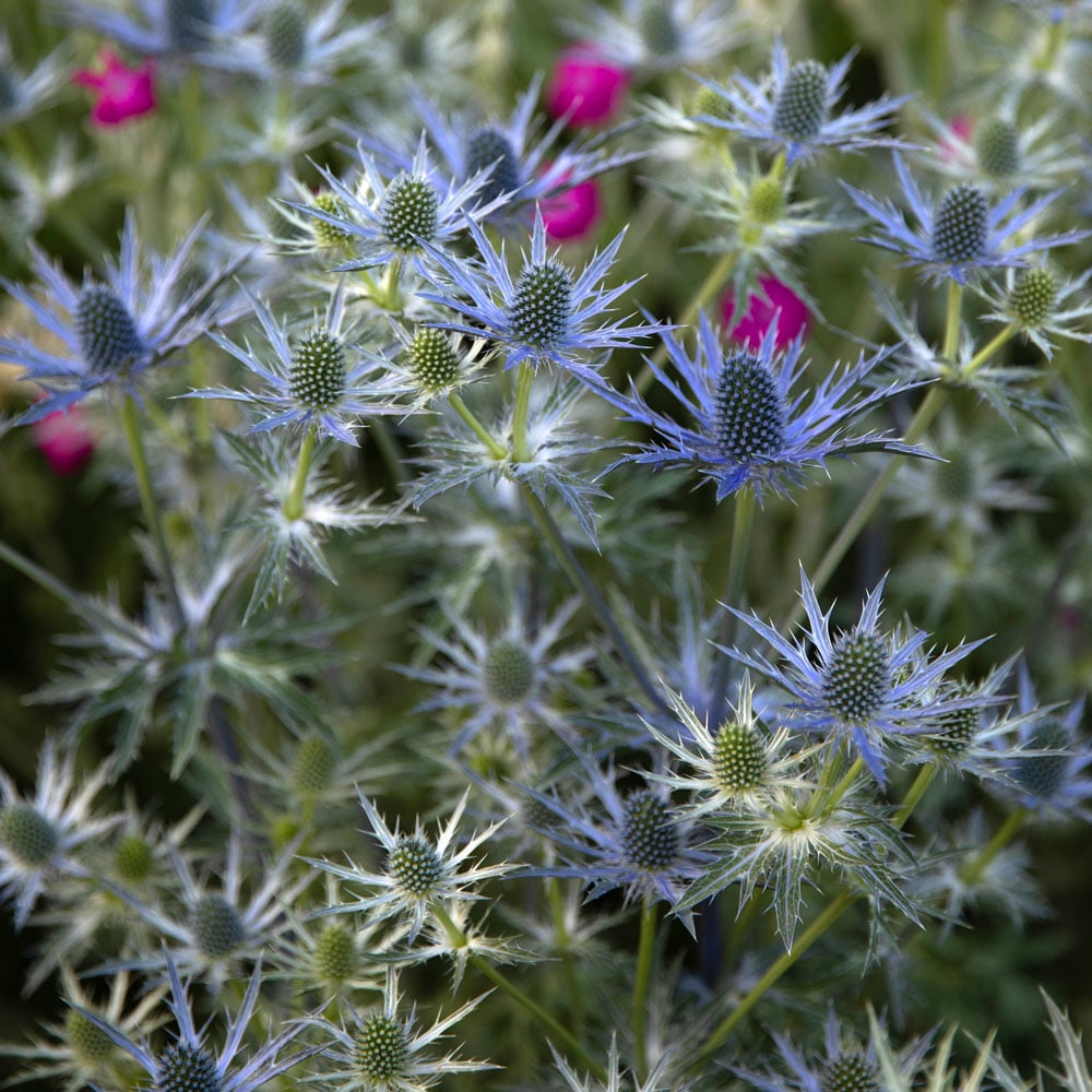 Eryngium 'Big Blue'
