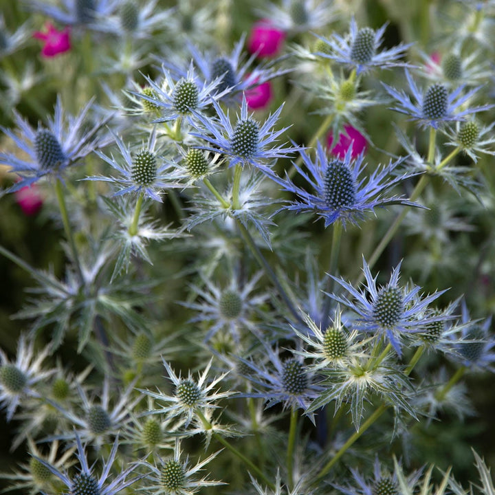 Eryngium 'Big Blue'