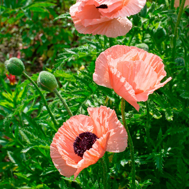 Papaver orientale 'Helen Elizabeth'