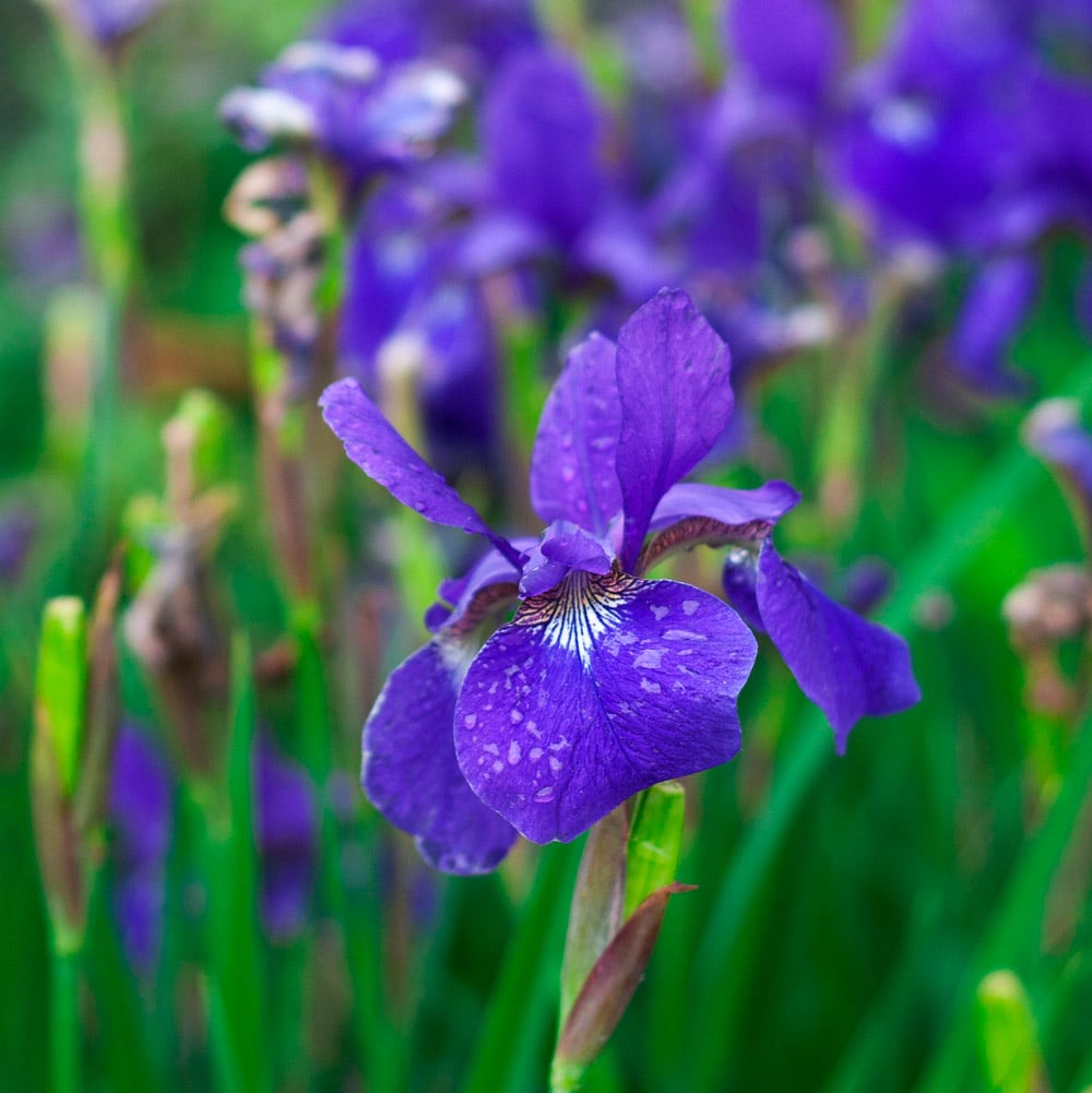 Iris sibirica 'Caesar's Brother'