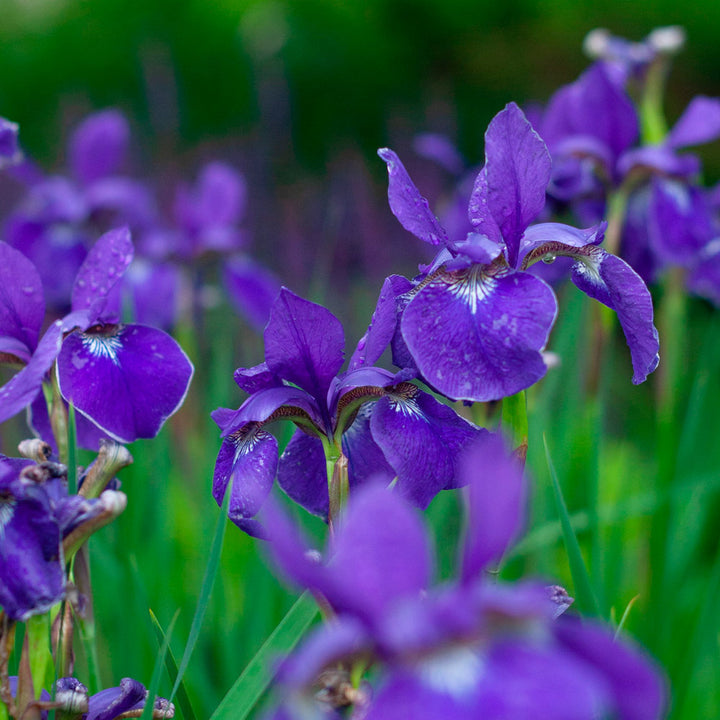 Wings Over Water Siberian Iris Collection