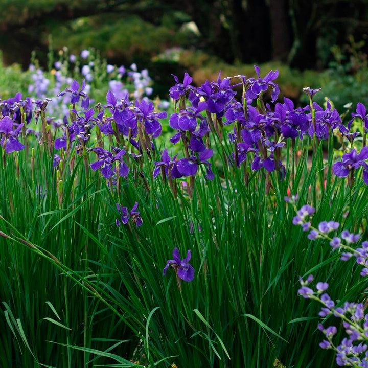Iris sibirica 'Caesar's Brother'